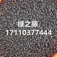 菜芙蓉花价格 菜芙蓉花价格批发 促销价格 产地货源 阿里巴巴