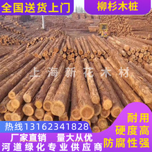 優質4米柳杉原木批發 柳杉價格 柳杉原木價格 河道打樁批發原木樁