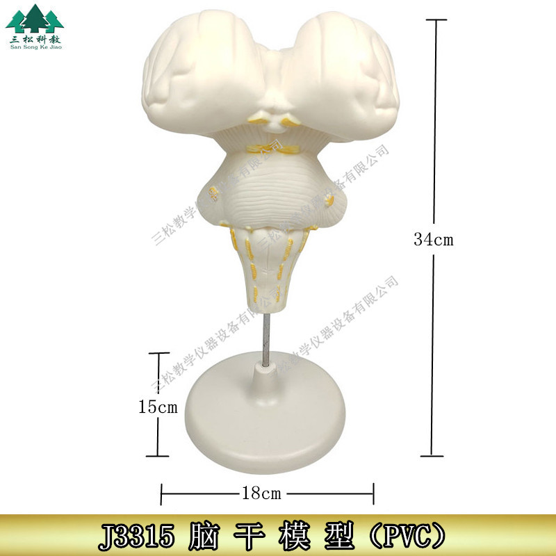 脑干模型/放大 J3315 初中、高中生物实验器材 中学 教学仪器