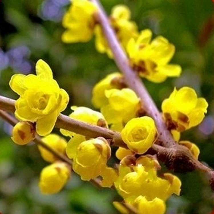 Прививка Чимонантус preeox дерево двор декоративный химонантус саженцы праекокс Садовое сообщество озеленение саженцы цилиндрические