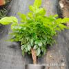 Base direct batch of happy trees/rich trees/green treasure small potted room indoor leaves, plant flowers and green plant purification air