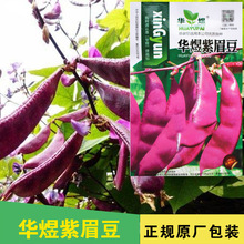 紫眉豆種子扁豆籽豇豆種子四季豆種子豆角種子蔬菜種子