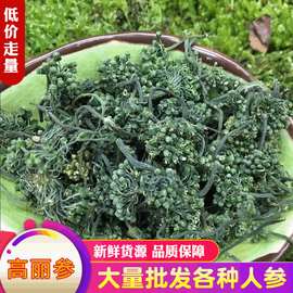 大货批发人参花25元起人参花蕾未开花粒子少颜色绿干人参花茶