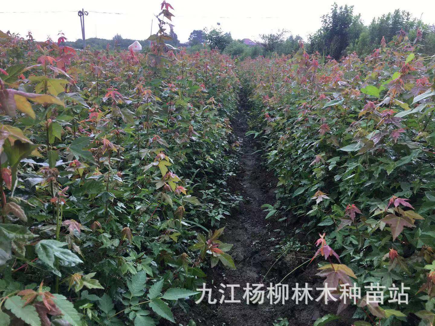 微信图片_20190818125042