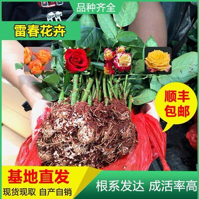 云南基地自产玫瑰花苗卡罗拉玫瑰苗 月季种苗盆栽绿化工程苗批发|ms
