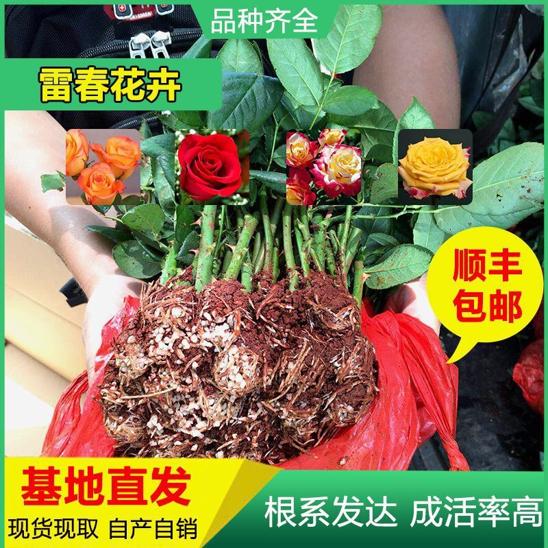 云南基地自产玫瑰花苗卡罗拉玫瑰苗 月季种苗盆栽绿化工程苗批发|ms
