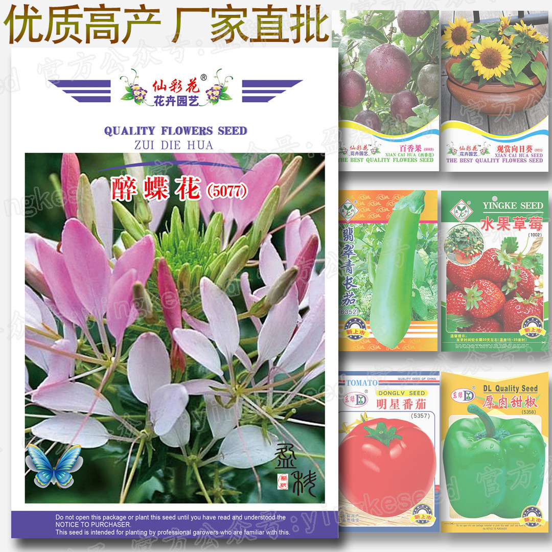 醉蝶花 醉蝶花价格 最新醉蝶花批发报价 种苗花卉网