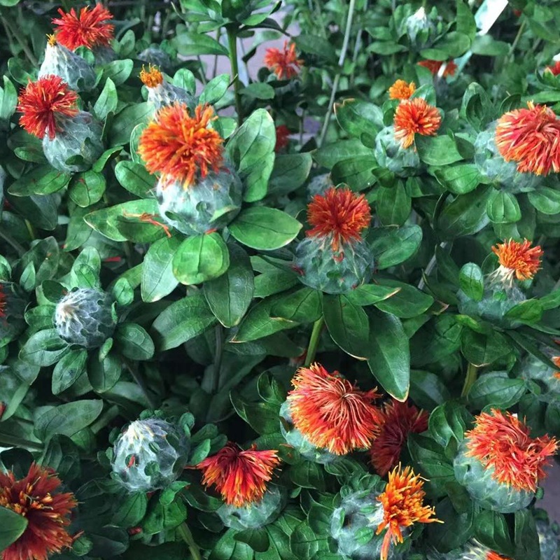 微信图片_20200209013010