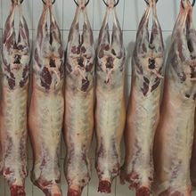 內蒙古特產 羊肉山羊肉 阿爾巴斯羊肉 新鮮帶骨羊肉 產地批發