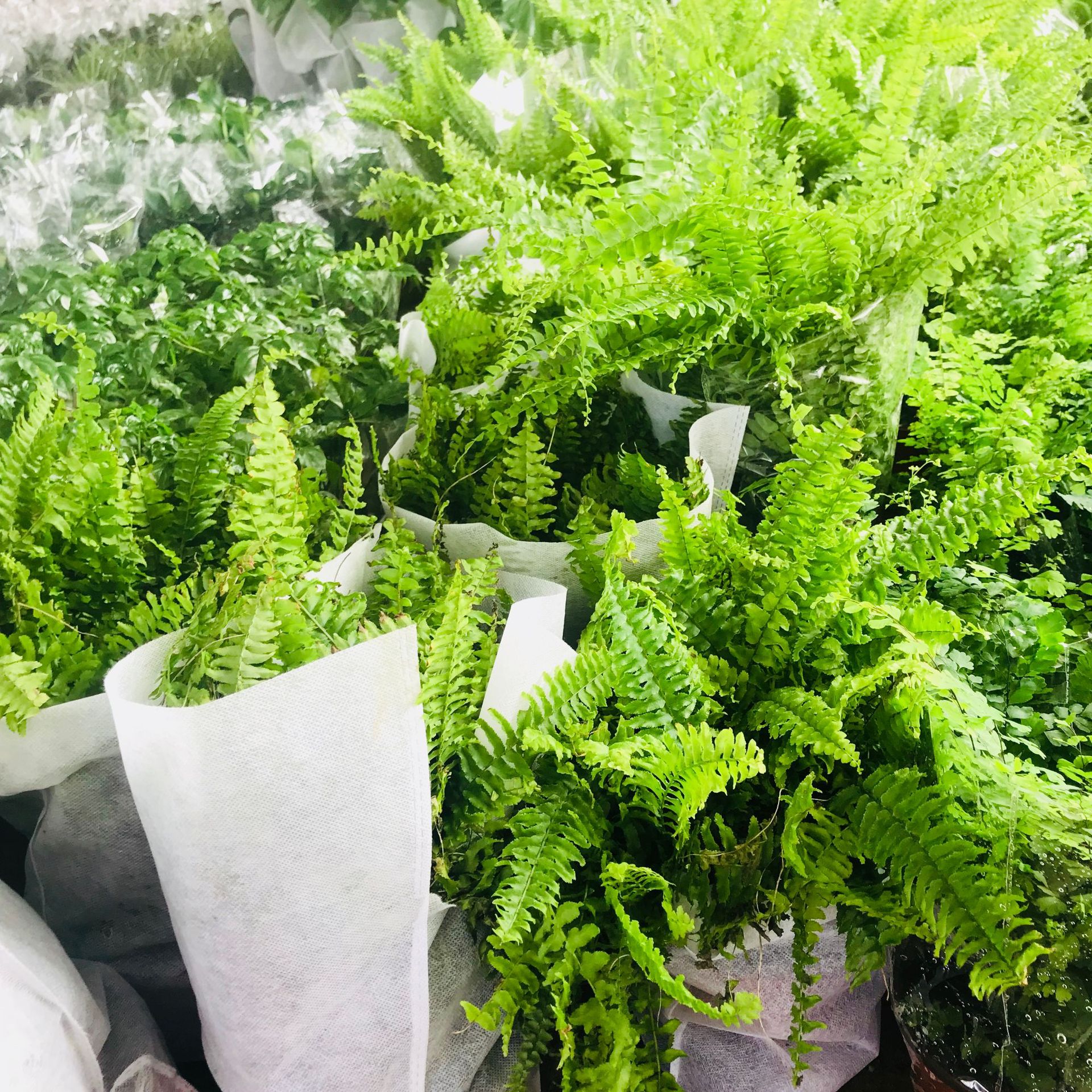 蕨类植物用什么花盆,蕨类配什么盆好看,蕨类植物花盆要打孔吗(第10页)_大山谷图库