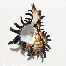 天然海螺贝壳 jin口黑千手螺 菊花螺 刺球骨螺 装饰 收藏拍摄道具