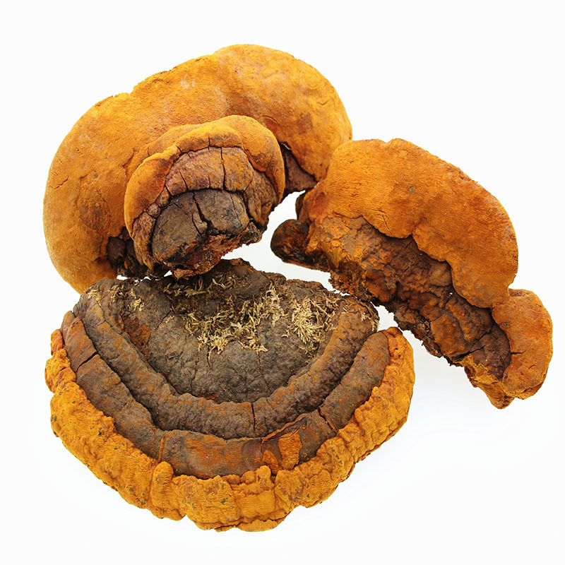 东北特产 长白山 灵芝 带礼盒 桑黄树深山采摘 灵芝批发