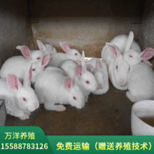 品种肉兔养殖出售   成年獭兔的体重多少    养殖獭兔收益如何