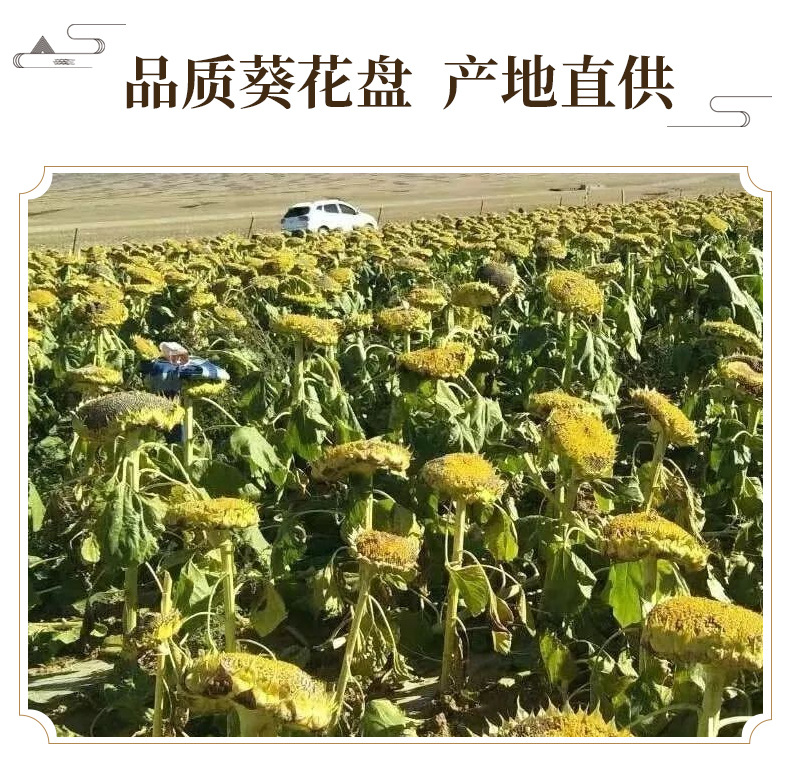 Dried Sunflower Disc Kui Hua Pan Helianthus annuus Whole Flower Head Traditional Herbal Ingredient 500g key features