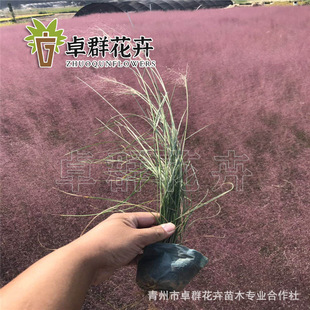 Фанат Дай Мозон Цао младшие травяные переносы