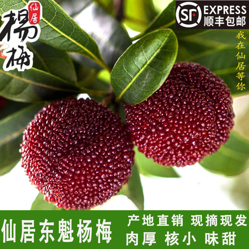 Zhejiang divine abode Dongkui fresh Alpine Bayberry summer Now pick Now send Sweet and sour pregnant woman fruit gift