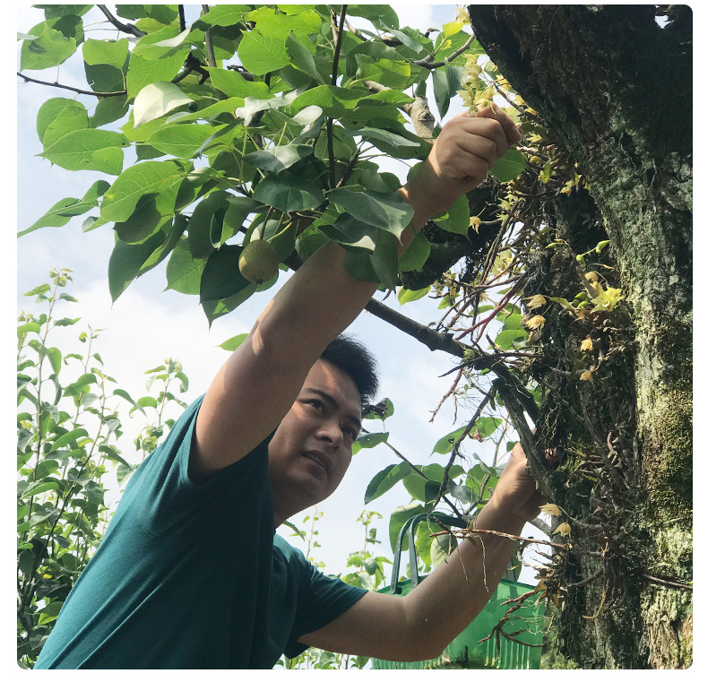 雁荡山铁皮石斛花内页2_07