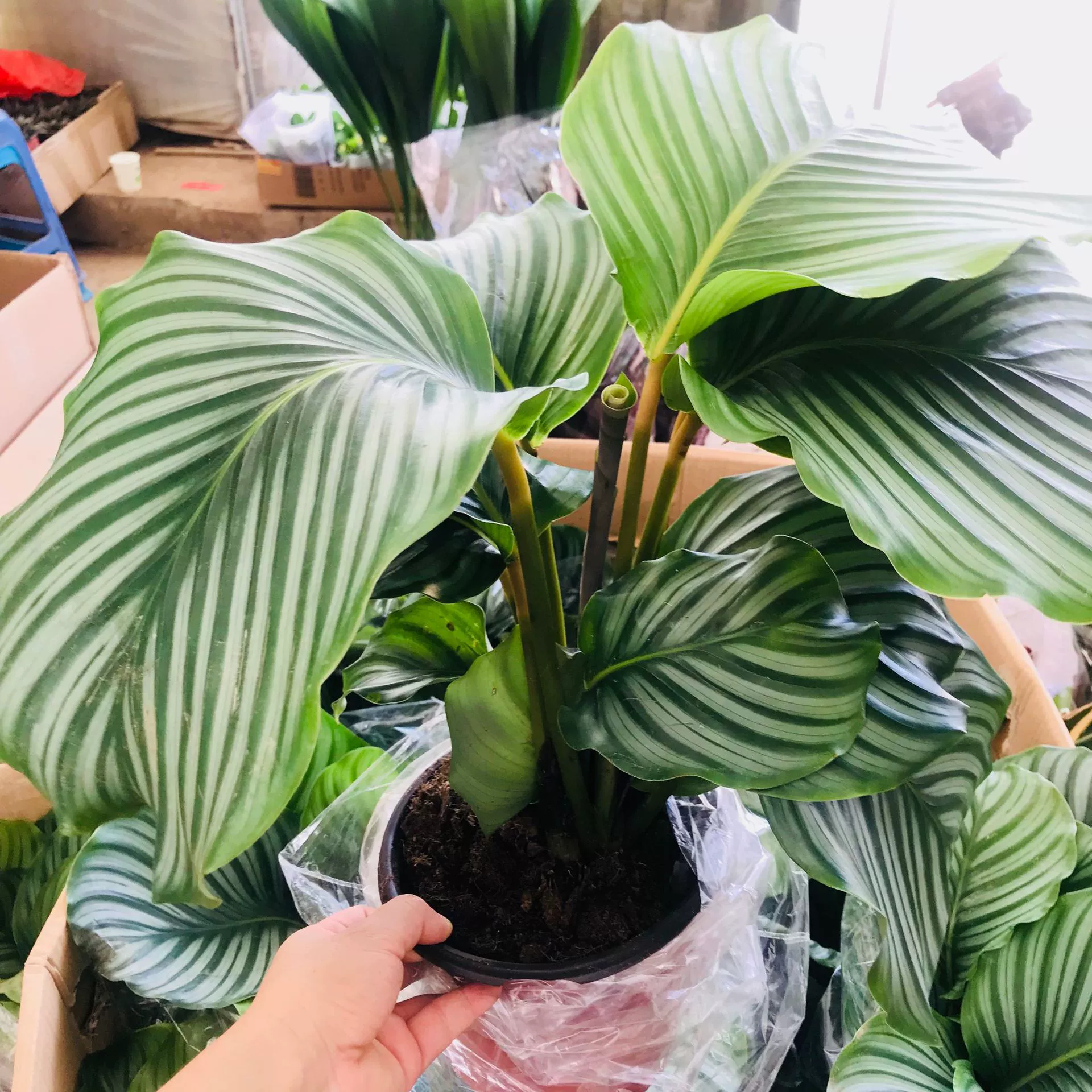 Тепличные продажи яблони Маранта горшечные растения комнатные крупнолистовые зеленые растения вечнозеленые все сезоны легко выращивать и легко жить листовые цветы