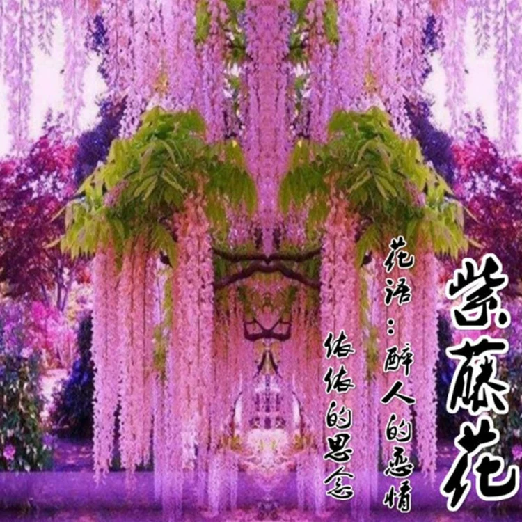 Вьющиеся растения глицинии балкон стена во дворе Four Seasons зеленое растение глицинии саженец дерева лазание глицинии цветок Саженец