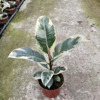 [Direct supply of the base] Potted flower and plant home, green plant flower potted rubber tree 90#Flower King Kong