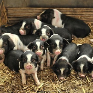 Pure Breed Bama Siaoxiang Pigs продает домашних свиньи в цене, живые благовония могут быть отправлены