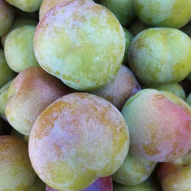 脱骨青李子青红脆李云南半边红李子新鲜水果五月脆红李茵红李子|ru