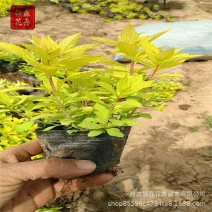 �ۻ������� ��ɽ���潑���ձ��� С�^�������R�G��