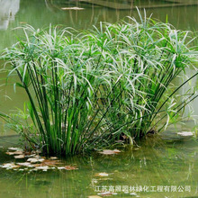 风车草 风车草品牌 图片 价格 风车草批发 阿里巴巴