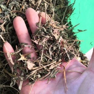 批发荨麻 红活麻 中药材 荨麻 荨麻草 荨麻叶 实物拍摄-阿里巴巴