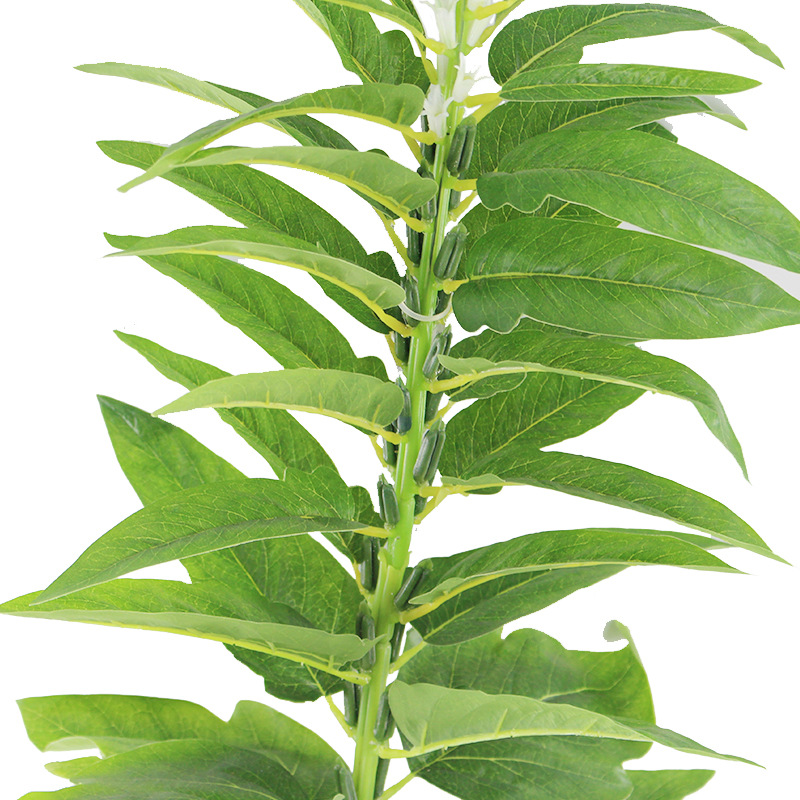 XRB-169 春色1.5米芝麻68叶12花42果.jpg