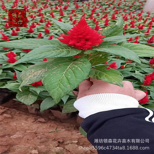 ���ݲݻ� �u�ڻ� �t�~�G�~һ֧�P������[����