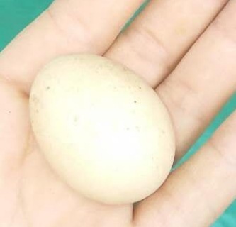 土鸡蛋黎母山下自然草地林地散养虫草山水生态养殖30枚包邮开售啦|ms