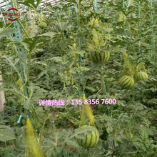 水果网袋机 蔬菜网袋生产线 水产网眼袋机器 13583567600