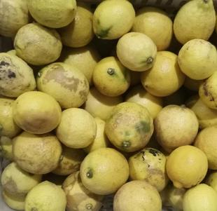 Anyue Huang Lemon теперь выбирает свежий лимон уродливые фрукты с недостатками и фруктами сока из девяти фунтов Бесплатная доставка.