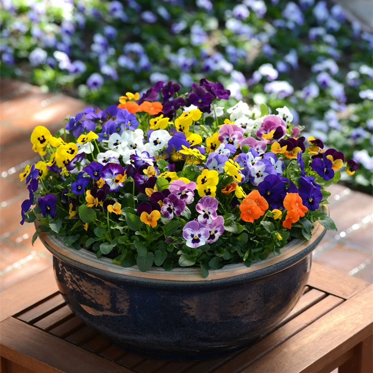 Анютины глазки семена цветов балкон посадка в горшке цветок бабочки анютины глазки кошка лицо цветок балкон двор посадка цветы зеленая посадка