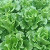 Lettuce seeds, lettuce seeds, seeds seeds, vegetable seeds, rapeseed chicken feathers, seed seeds wholesale