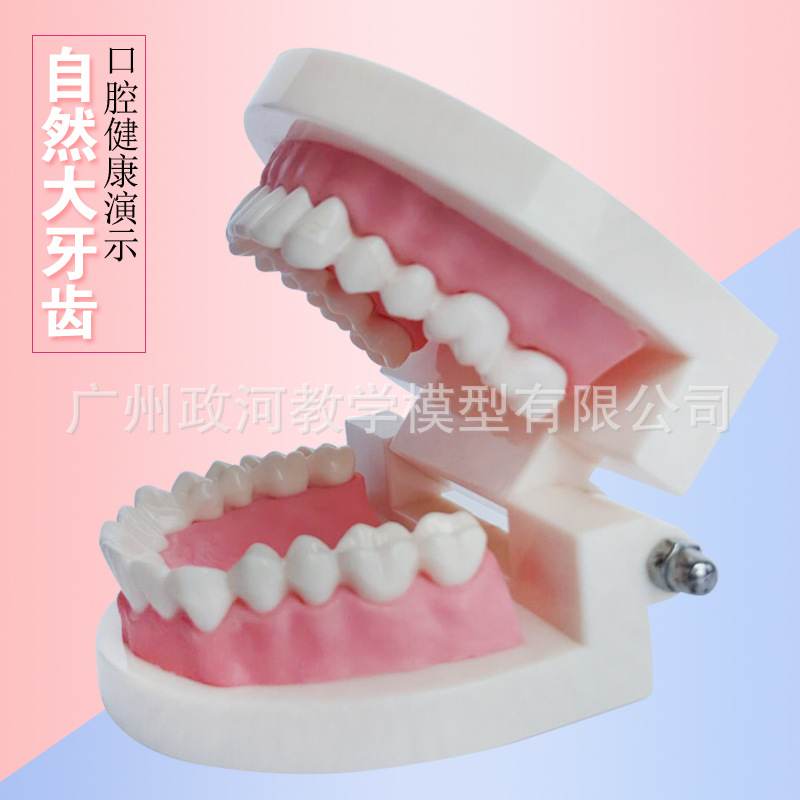 oral cavity Healthcare nursing Tooth Model Nursery teaching aids children Brush teeth Toys Tooth Stomatology Department Show Structure