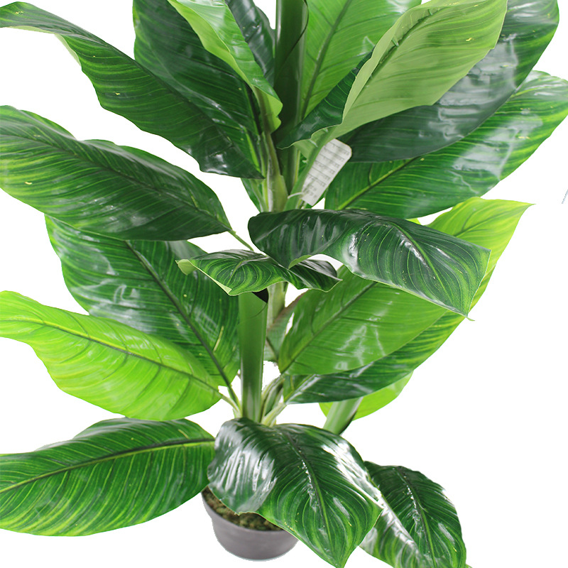 XRS-147盆栽三杆美人蕉 (2).jpg