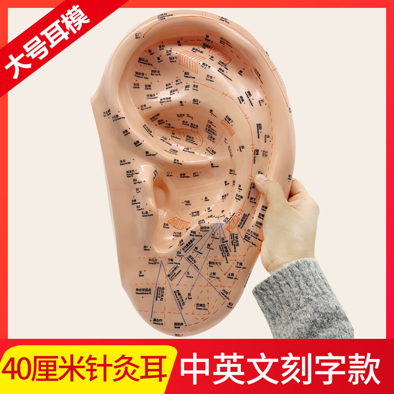 40厘米大耳針灸耳部穴位中英文大號耳穴耳模耳朵按摩推拿教學模型