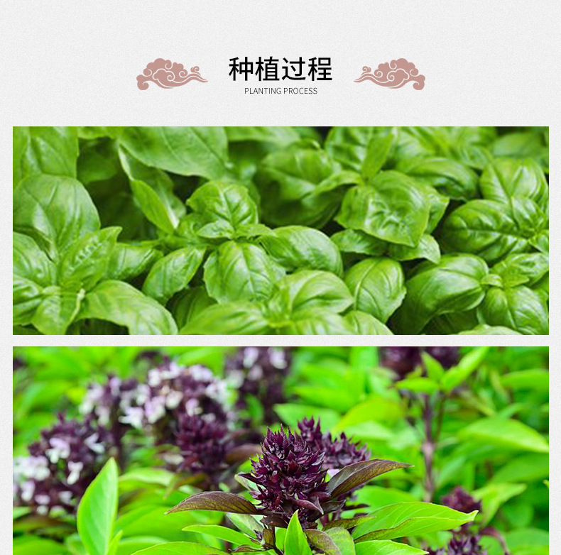 Basil Seeds Ming Lie Zi 500g Bulk Herbal Tea Seeds for Drinks and Desserts preparation