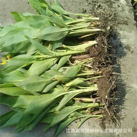 盆栽;乔木;灌木