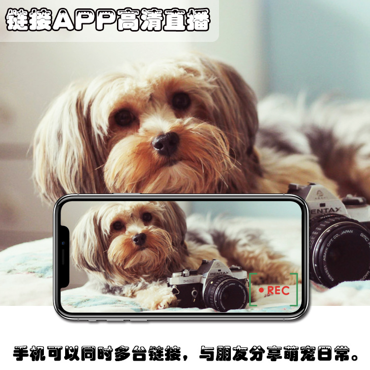 工厂批发新款红点逗猫逗狗宠物喂食器 厂家货源直销托盘喂食器