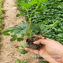 ���~ί��� ���~ί��� �o�²ݹ��@�G�������� ����ă�