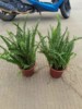 Guangdong Zhongshan supply Kidney fern Potted plant vertical green Green plant Pouch Spareribs