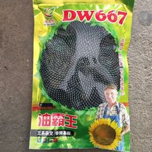 矮大头杂交油葵种子DW667油葵榨油向日葵籽出油高