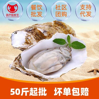 乳山生蚝鲜活新鲜牡蛎即食海蛎子海鲜水产鲜活一箱带壳50斤100斤|ms
