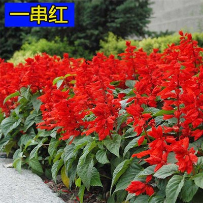 Dwarf Salvia splendens seed Potted plant Flowers Dwarf red string Flower seeds Four seasons flowers and plants tearful Seeds