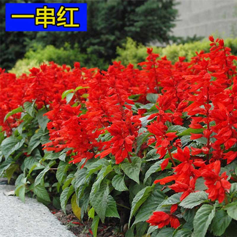 Dwarf Salvia splendens seed Potted plant Flowers Dwarf red string Flower seeds Four seasons flowers and plants tearful Seeds