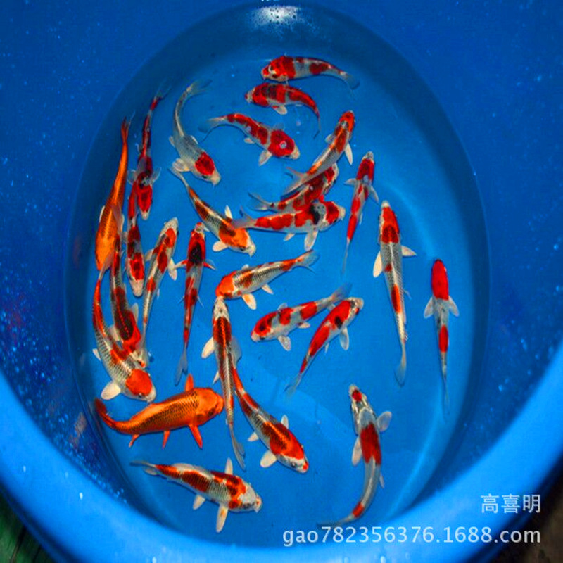解读厦门水族批发行业的最新趋势