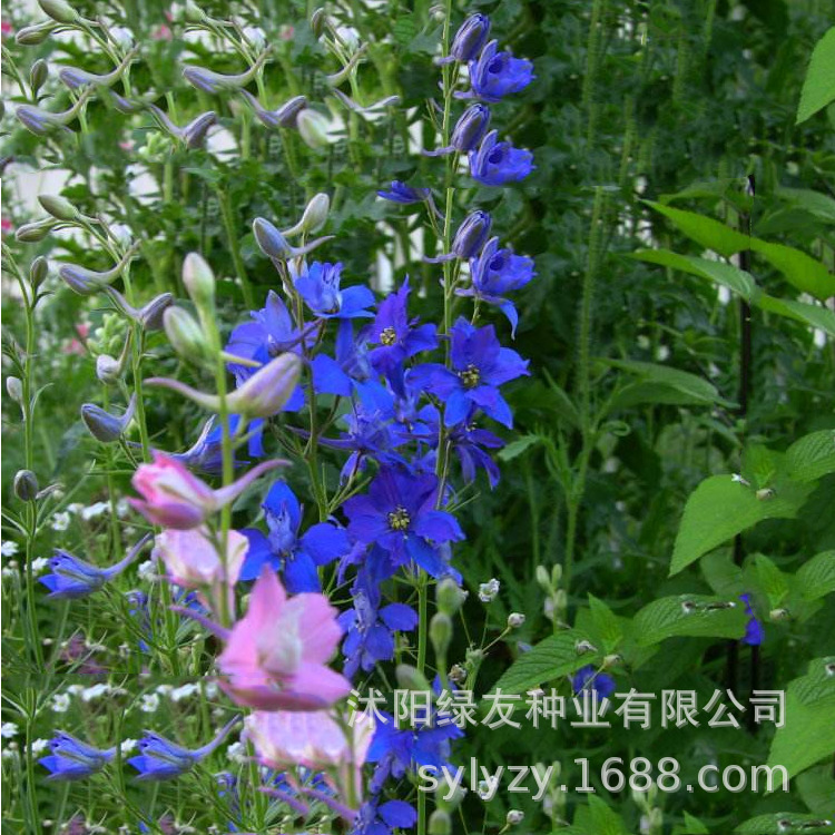 一二年生草本植物 观赏花草草籽  千鸟草种子  大花 飞燕草